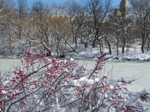 Contrastes de color en la nieve